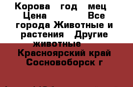 Корова 1 год 4 мец › Цена ­ 27 000 - Все города Животные и растения » Другие животные   . Красноярский край,Сосновоборск г.